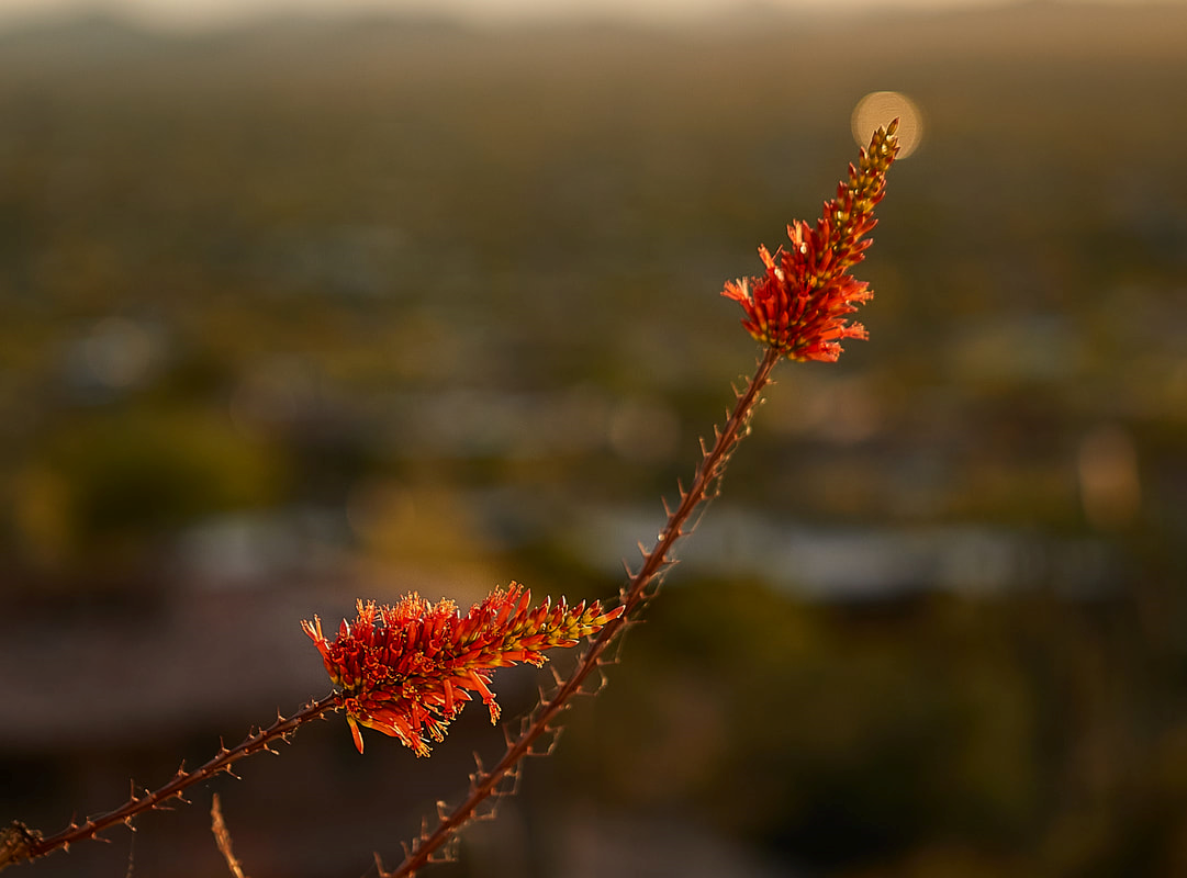 Desert Foothills Land Trust announces its 11th annual 'Desert Discovery  Day', Newsletter