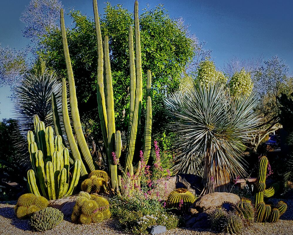 2019 Carefree Desert Gardens Photo Contest - Carefree Truth 2